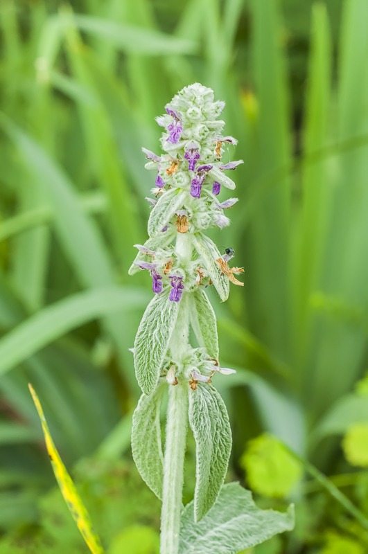 Lamb's Ear