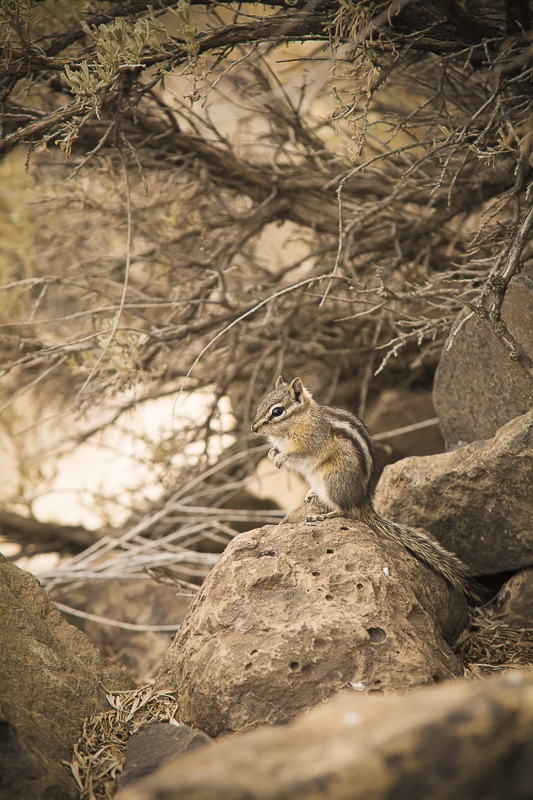 Least Chipmunk