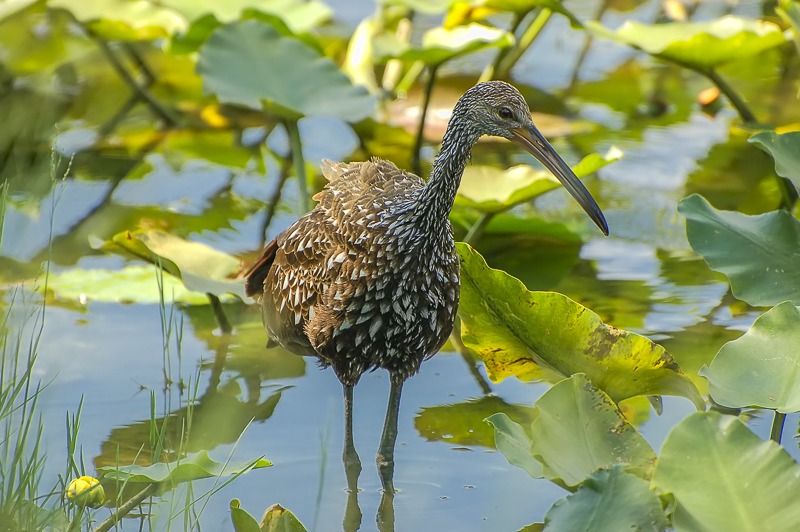Limpkin