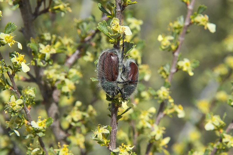 Little Bear Beetle