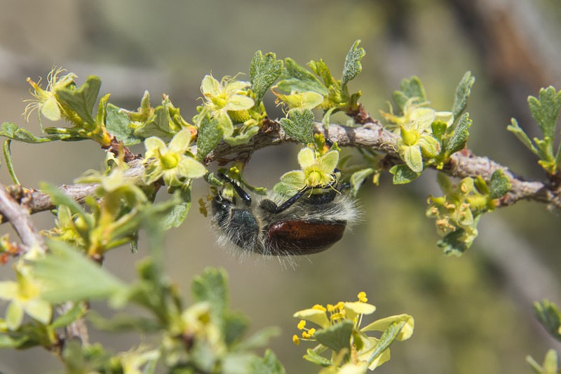 Little Bear Beetle