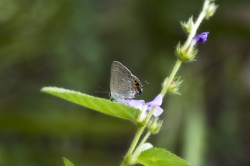 Mallow Scrub Hairstreak