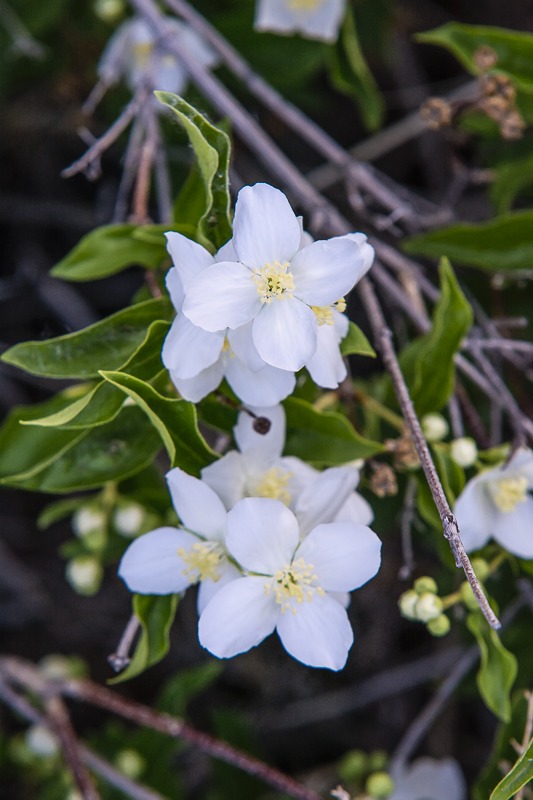 Mock-Orange