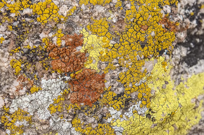 Mojave Desert Lichen Community in Joshua Tree National Park