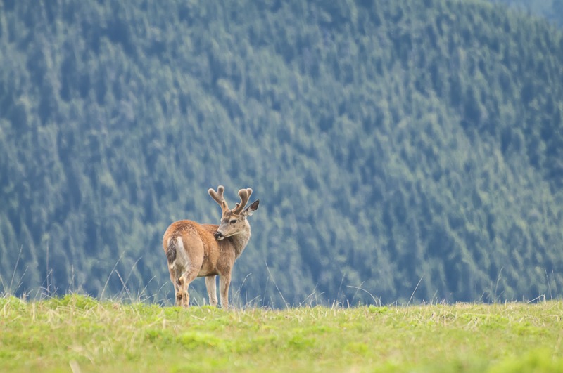 Mule Deer Buck