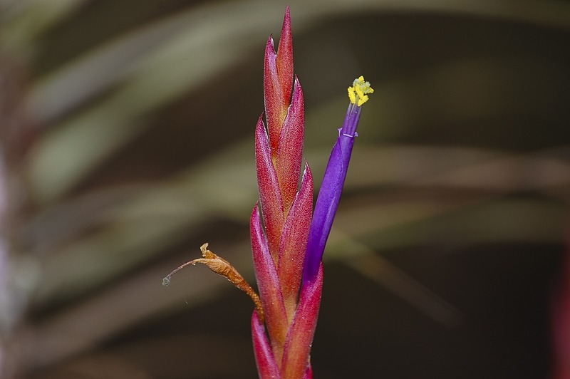 Northern Needleleaf (Tillandsia balbisiana)