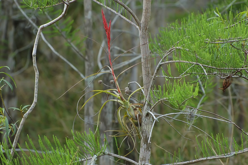 Northern Needleleaf (Tillandsia balbisiana)