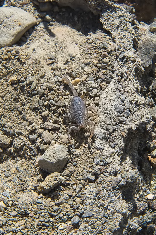 Baby Northern Scorpion (Paruroctonus boreus)