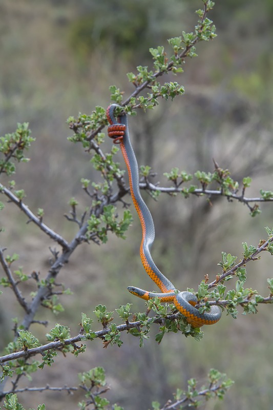 Northwestern Ringneck Snake