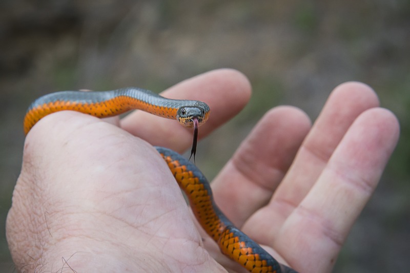 Northwestern Ringneck Snake