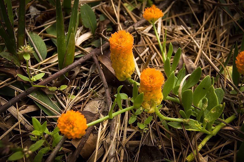 OrangeMilkwort