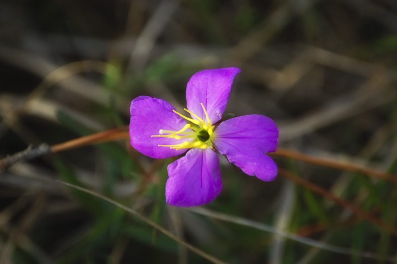 PaleMeadowBeauty100