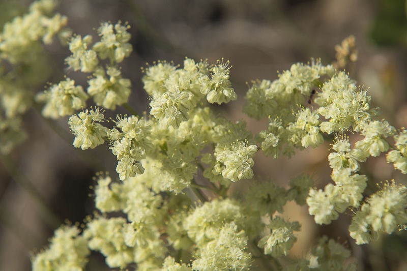 Parsley Desert Buckwheat