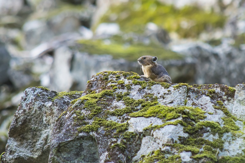 American Pika
