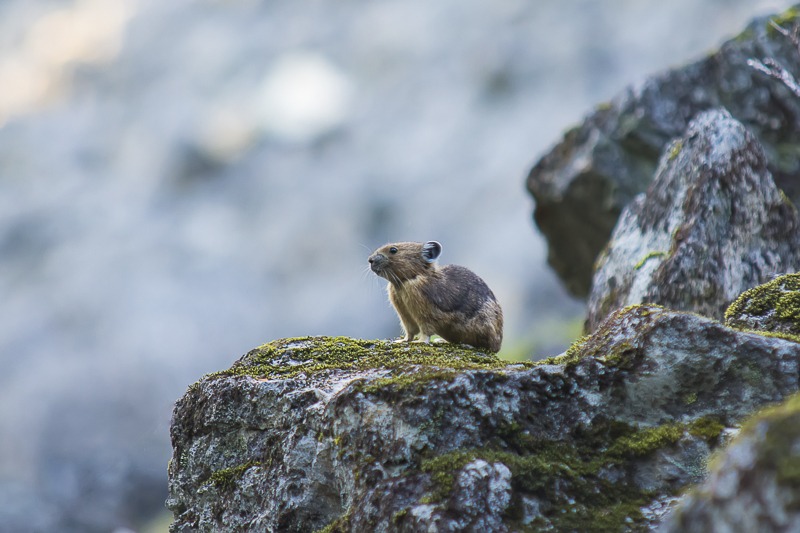 American Pika