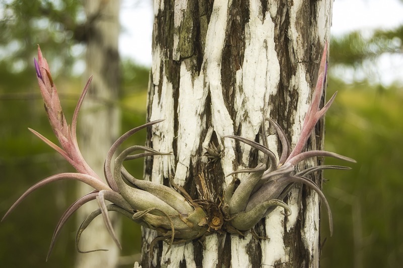 Potbelly Airplant (Tillandsia paucifolia)