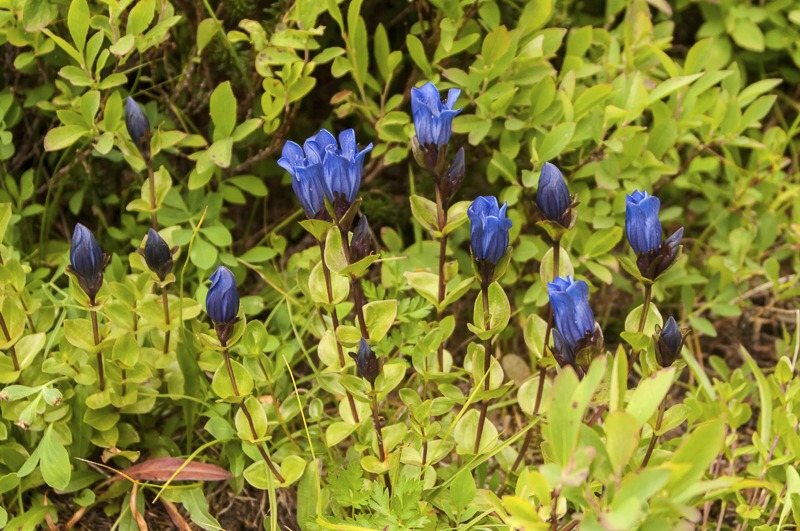 RainierPleatedGentian100