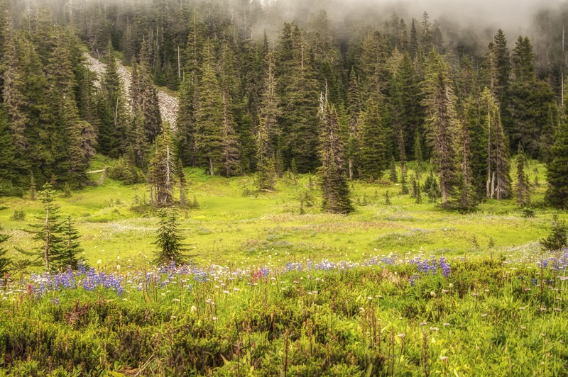 RainierWildflowers100