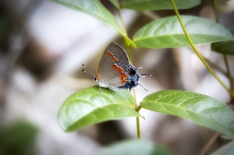 Red-Banded Hairstreak