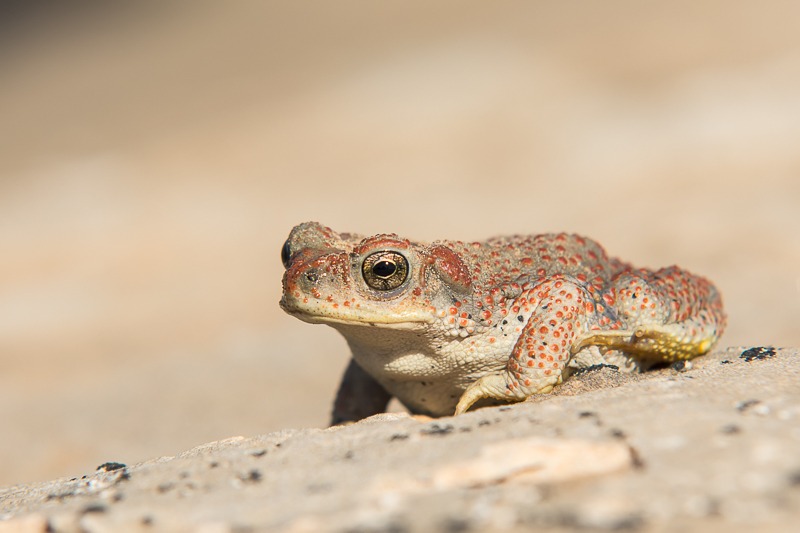 Red-Spotted Toad