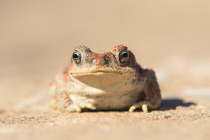 Red-Spotted Toad