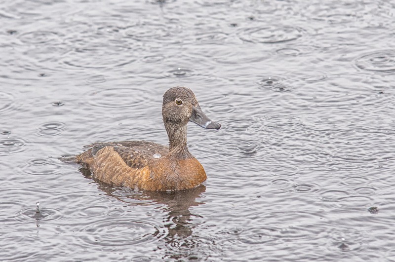Female Ring-Necked Duck