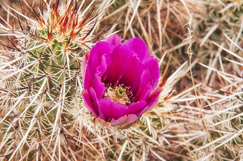 RobustHedgehogCactus100