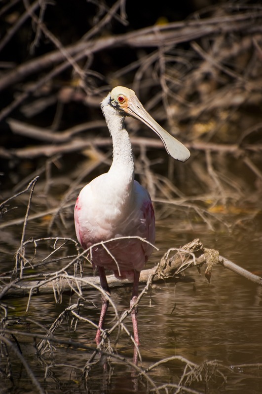 Roseate Spoonbill