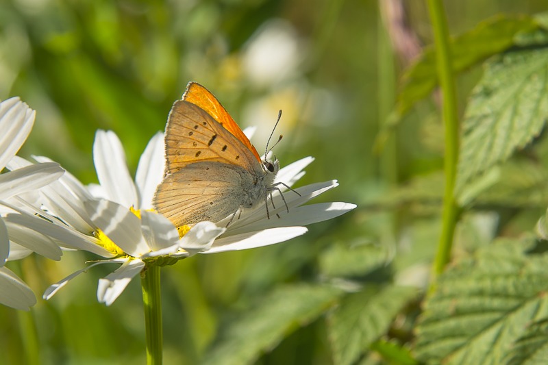 Ruddy Copper
