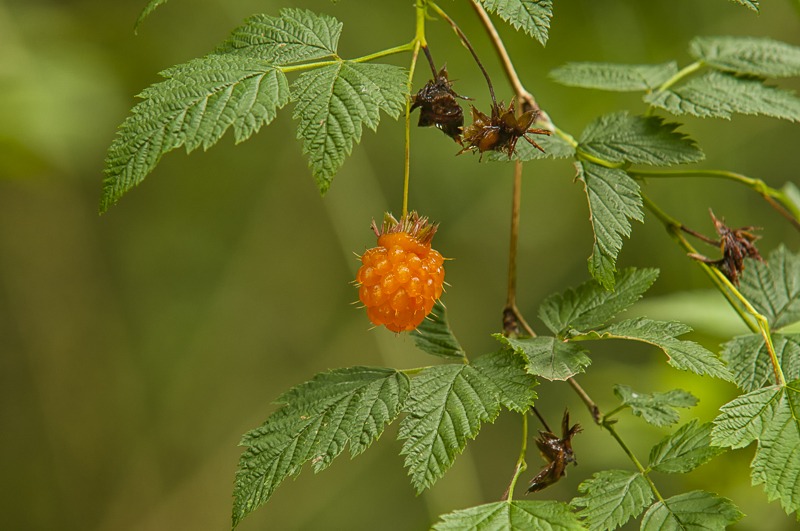 Salmonberry