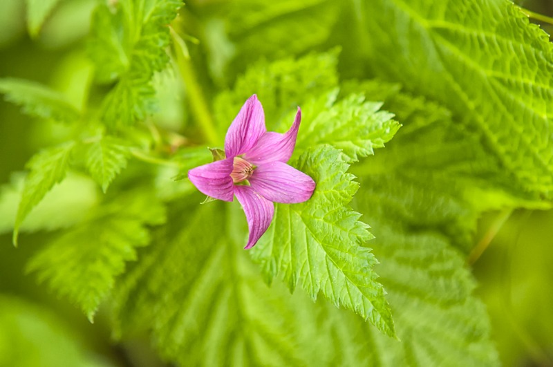 Salmonberry