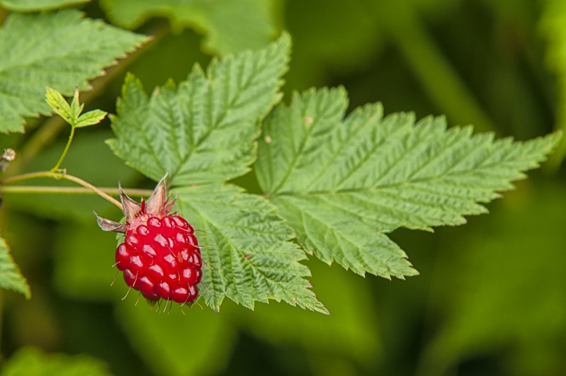 Salmonberry