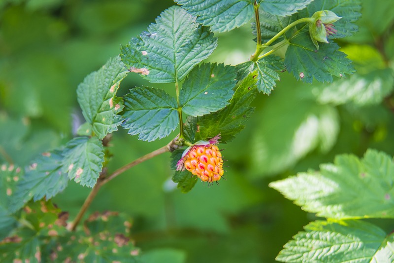 Salmonberry