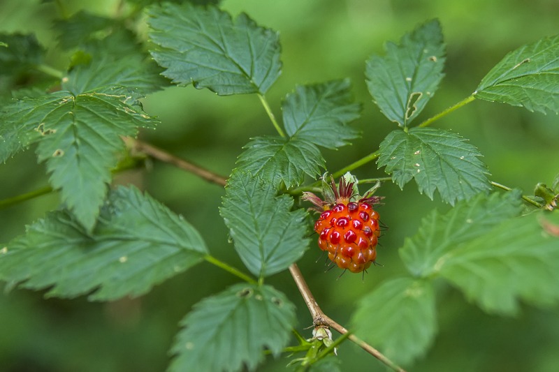 Salmonberry