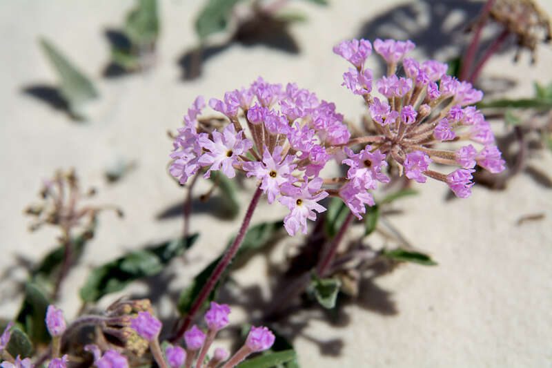 SandVerbena1015-2