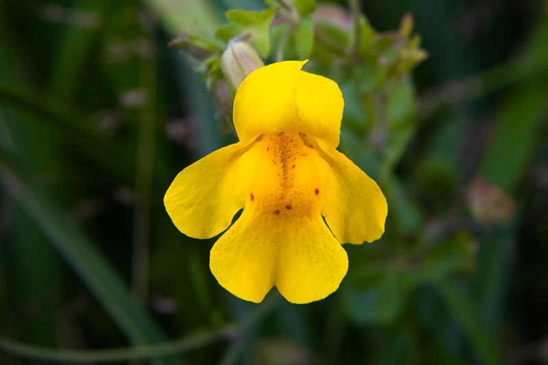 SeepMonkeyflower2