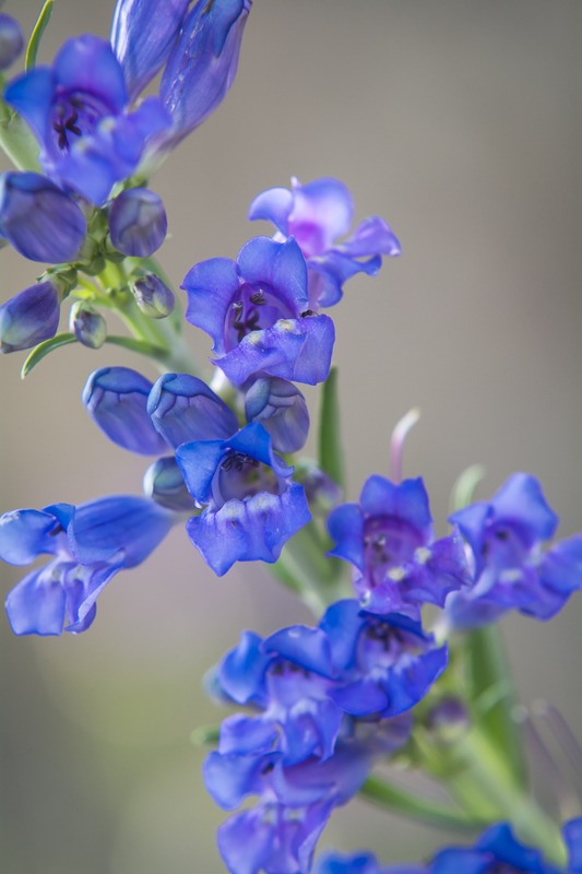 Showy Penstemon