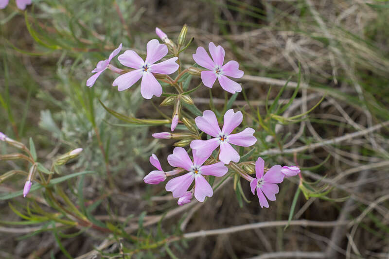 ShowyPhlox2016-2