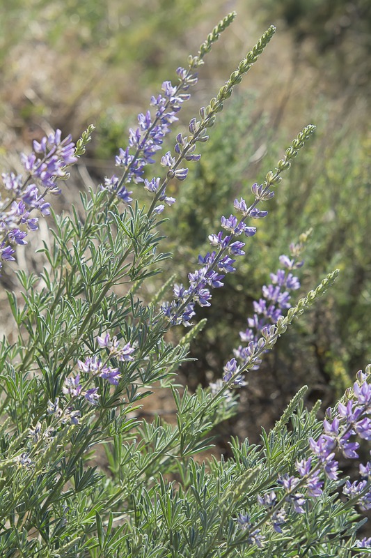 Silky Lupine