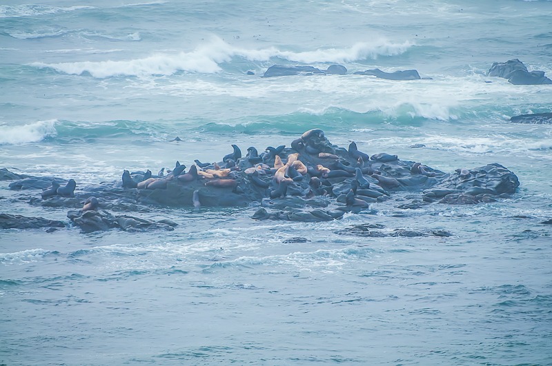 Sea Lion Colony