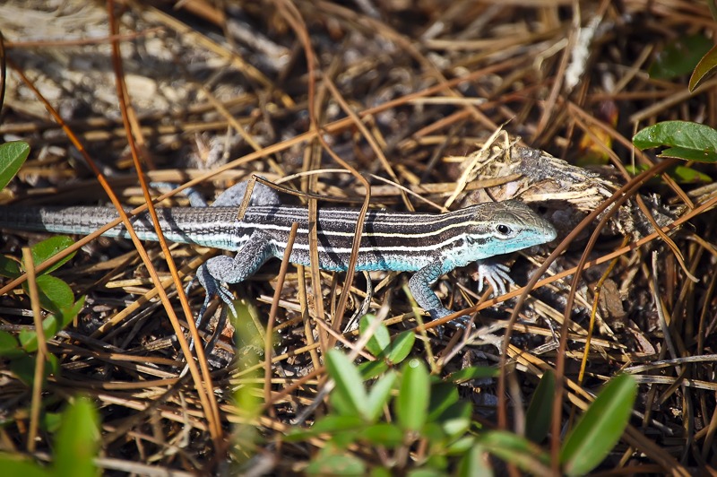 Six-lined Racerunner