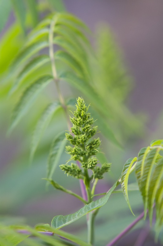 Smooth Sumac