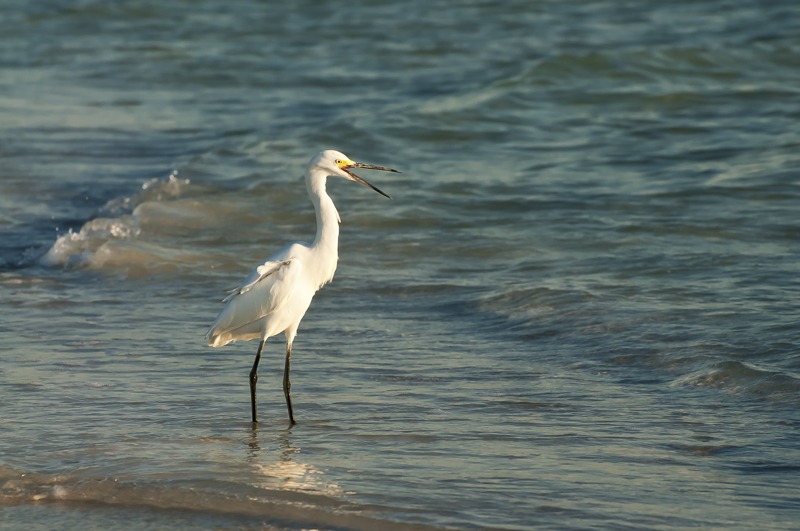 Snowy Egret