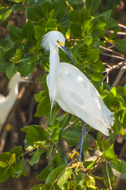 Snowy Egret