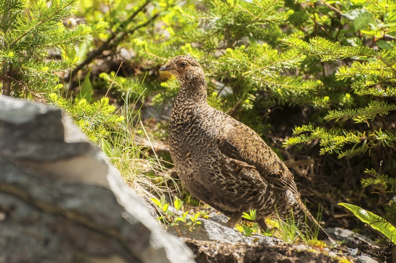SootyGrouse100