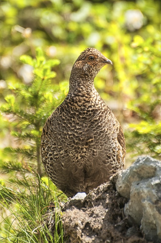 SootyGrouse101