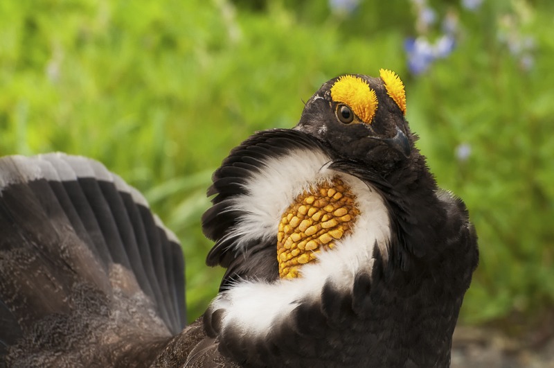 SootyGrouse103