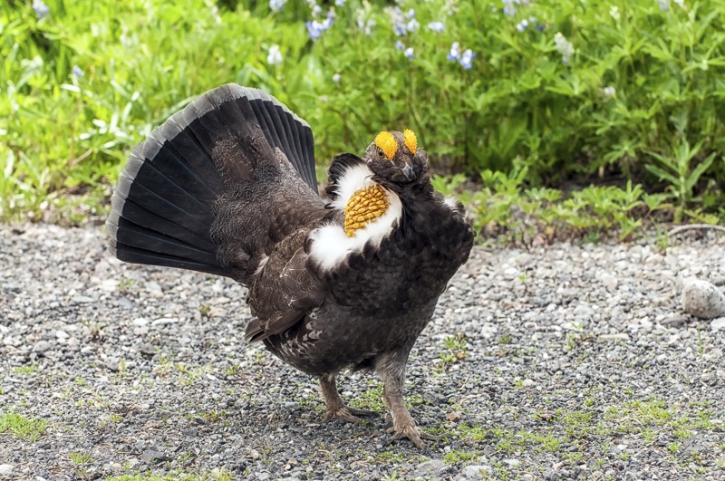 SootyGrouse104