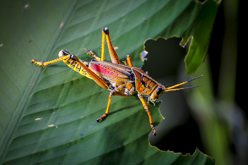 Southeastern Lubber Grasshopper