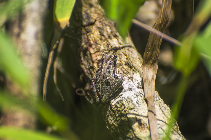Southern Cricket Frog